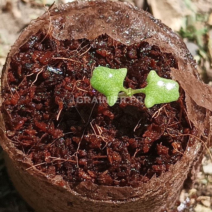Sacred white sage, Salvia Apiana, Amerindian sage image